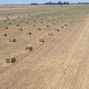 500-1000 Oaten/Rye/Clover Hay Small Squares