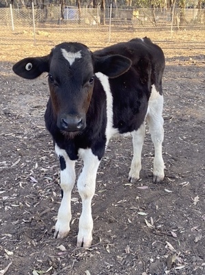 WANTED Poddy Calves
