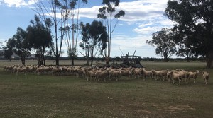 Merino Ewes SIL (111 ewes)