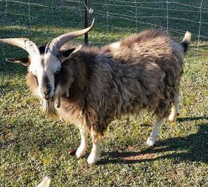 Miniature Goats for sale Weaners/Does/Bucks/Bottle Babies - Registered Breeder 