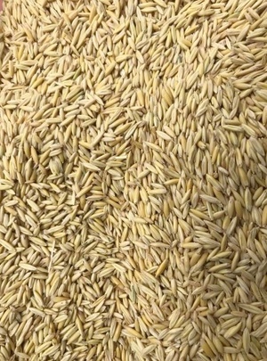 18MT Yallara Oat Seed