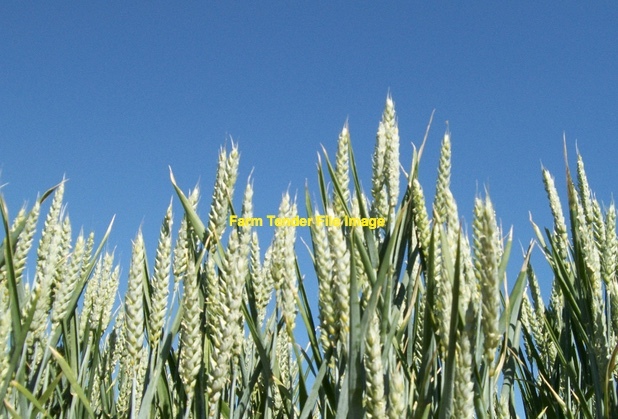 44 m/t Awnless Grazing Wheat Seed in Bulk