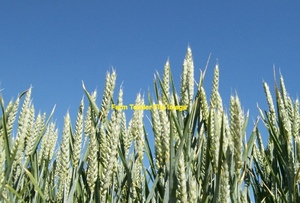 44 m/t Awnless Grazing Wheat Seed in Bulk