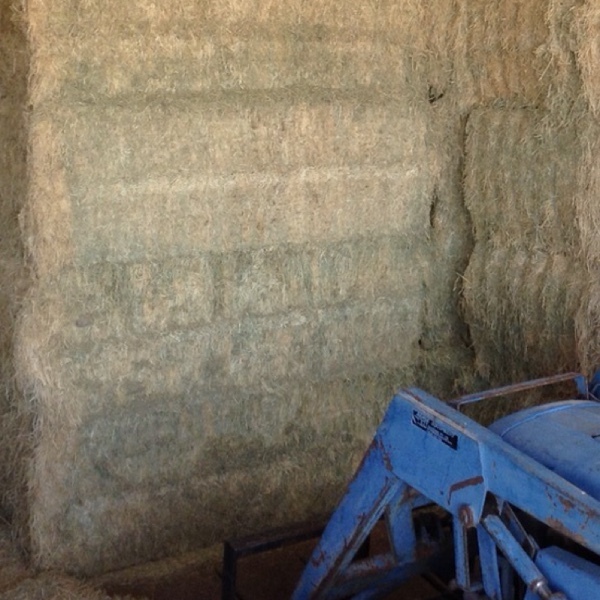 40 bales Old season Lucerne hay in 8x4x3’s