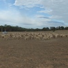 100 Merino Wethers for Sale