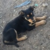Well bred Kelpie pups