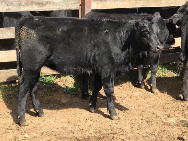 22 EU accredited Angus heifers 