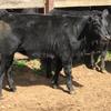 22 EU accredited Angus heifers 