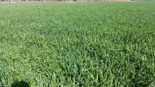 Vetch 80%/Oaten 20% hay Large Squares Chemical FREE (On Irrigation)