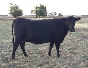 Angus Cross Speckle Park Heifer 760kg