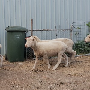 Solid wethers and rams