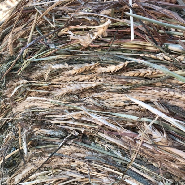 Wheaten Hay