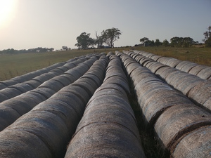 200 ROUND HAY BALES (5-footer) FOR SALE!