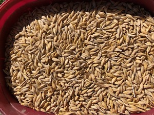 Barley 250ton New season 2020