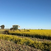 80mt Canola Hay 600kg + 8x4x3 Bales