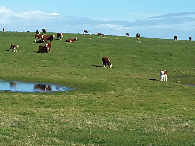 Agistment for Cattle