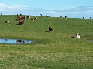 Agistment for Cattle