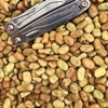 Faba Bean Seed