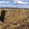 Forage Sorghum. 8x4x3 Bales 400 mt