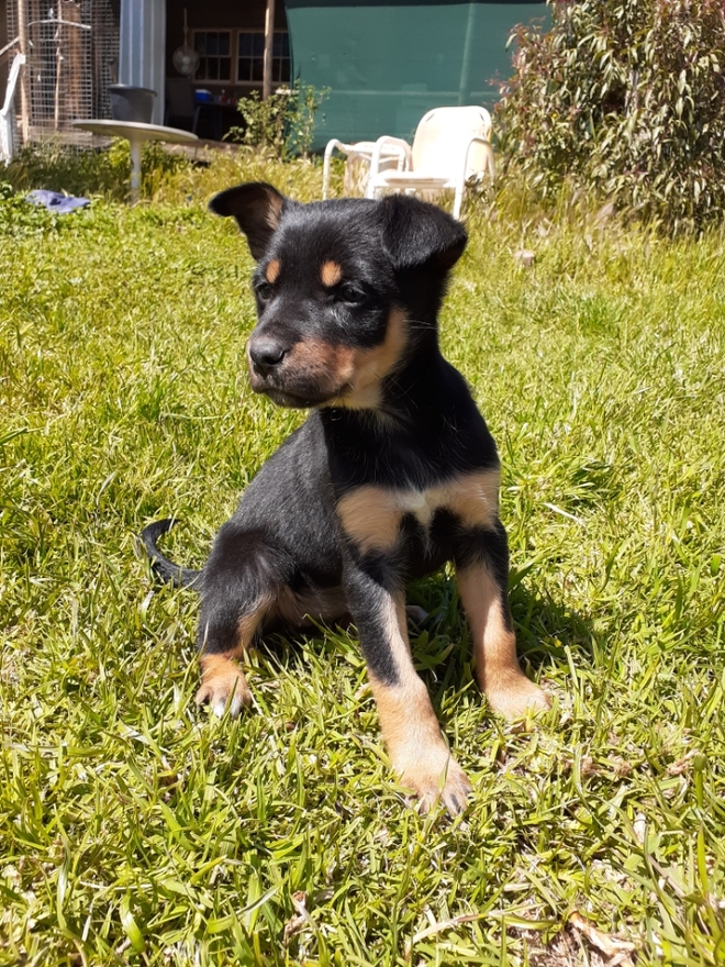 Kelpie puppies 