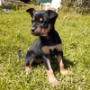 Kelpie puppies 