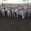 200 mixed sex composite lambs