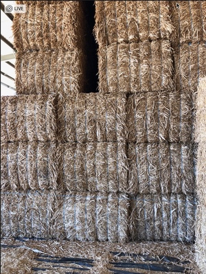 Canola Hay 8x4x3 Approx 350 bales