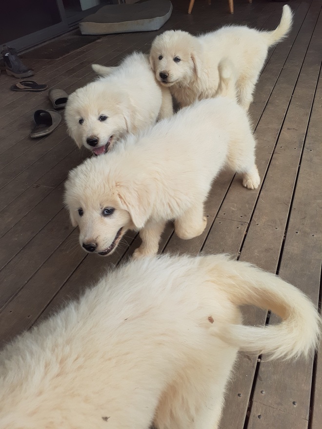 Maremma puppies for sale