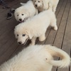 Maremma puppies for sale