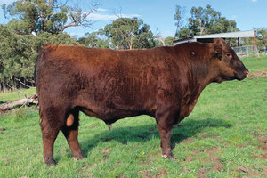 Red Angus Registered Stud Bull