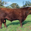Red Angus Registered Stud Bull