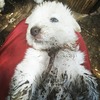 Maremma Livestock Guardian Puppies