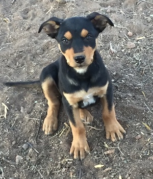 Well bred Kelpie pups