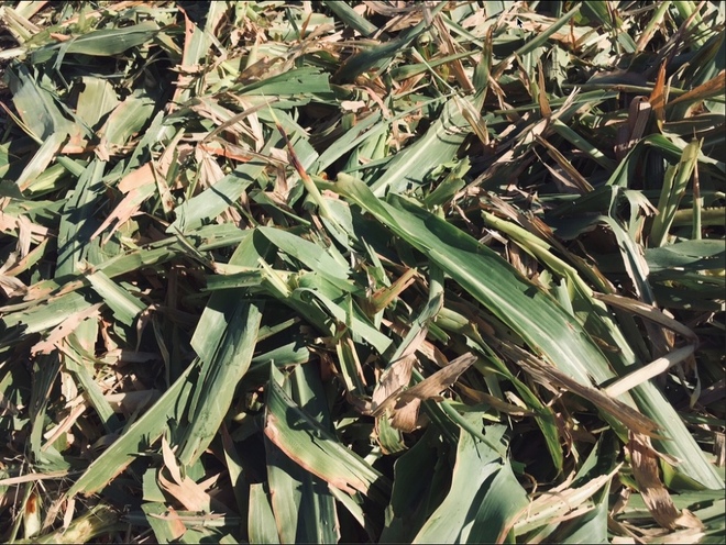 Failed Sorghum Crop 8x4x3 Bales  Approx 80 Bales