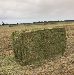 Pea Hay 720kg 8x4x4 Bales