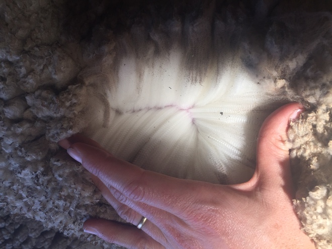 Superfine wool Merino ewes - shorn. Joining service available.