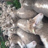 60 Danbury meat merinos