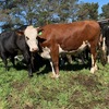 15 PTIC Hereford x Friesian and Angus x Friesian 2 yr old Heifers 