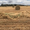 Oaten/Ryegrass Rolls  - Approximately 250 rolls - TO BE SOLD BY THE ROLL