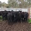 11 EU Angus steers