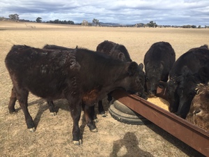 Black Angus steers