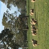 20 ewes scanned in lamb as twins