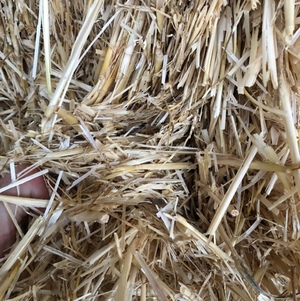 Barley straw  1x B Double load