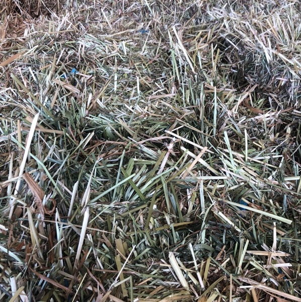 500 x Rye & Clover & Oaten Hay Small Square Bales Hay