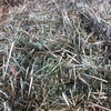 500 x Rye & Clover & Oaten Hay Small Square Bales Hay