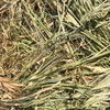450 x Barley/Ryegrass Hay 5x4 Rolls