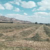 Oaten Hay High Density 8x4x3 bales