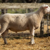 Under Auction - Lot 14 Highlander Ram 191260  (DLE Ram Auction A100 - 10th Sept via Auctionsplus) 