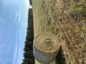 2019 Wheaten Hay 5x4 Rounds x 80 bales
