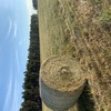 2019 Wheaten Hay 5x4 Rounds x 80 bales